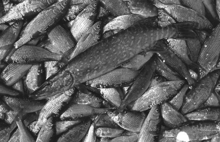 Efekt poowu ryb na jeziorze Wigry, 1950 r.